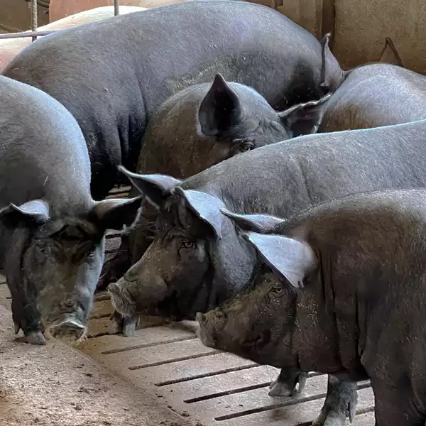 ”沖縄県ブランド豚金アグー